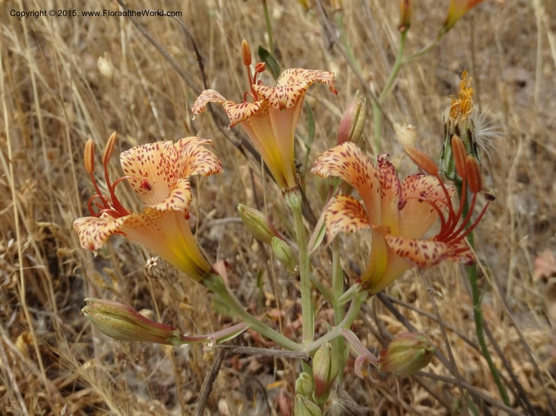Alstroemeria versicolor, Davidson, C 12826--Chile. Ruta J-55 east of Talca. 27 Nov 2014. DSC08682 (142).JPG