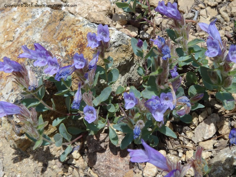 Penstemon montanus var. idahoensis. Davidson, C #12080--ID, Valley Co., Elk Summit, 7 Aug 2012  DSC00622 (14).JPG