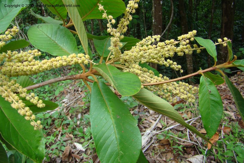 Clethra costaricensis, B. Hammel 25192--Costa Rica. Prov. San Jose. 20 April 09. 160.jpg