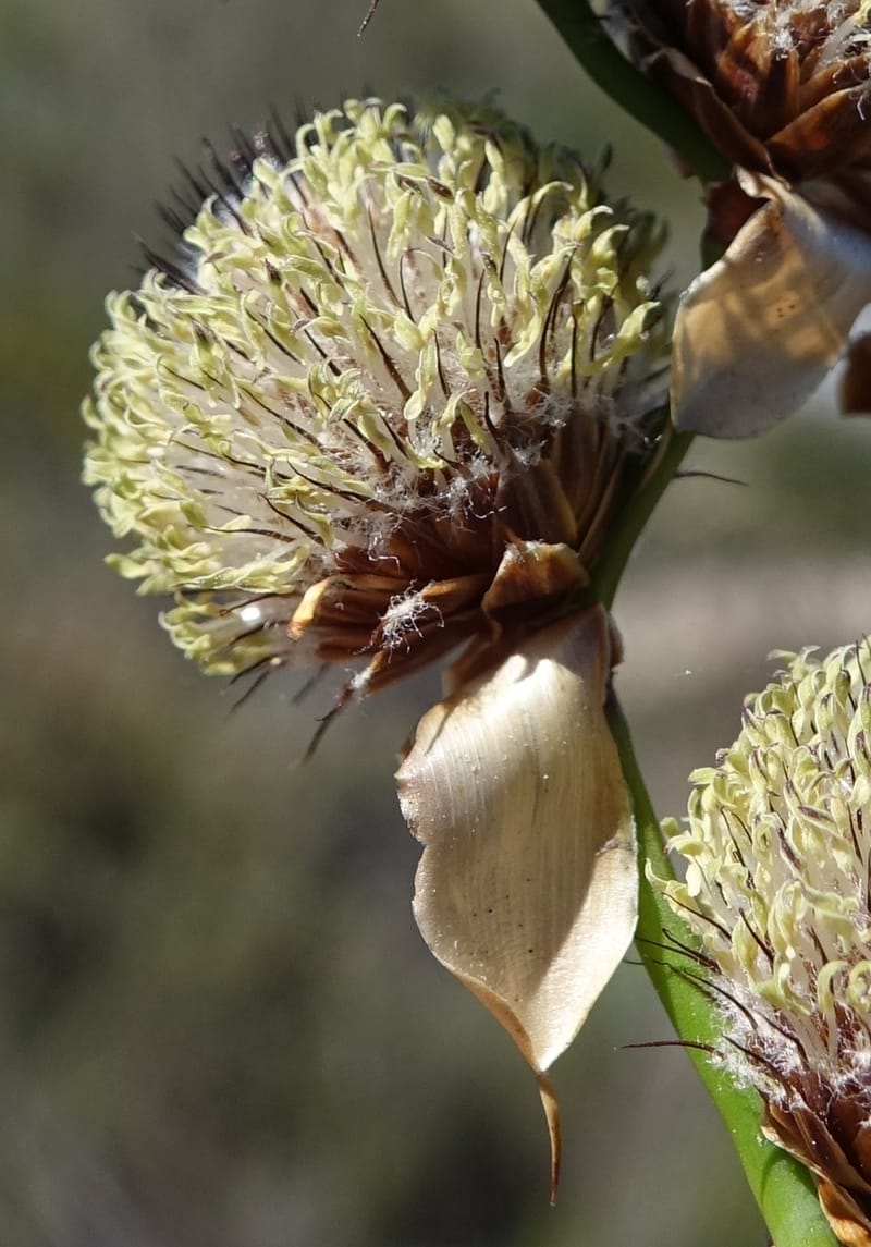 Lepidobolus chaetocephalus, Davidson, C 13414--Australia. Kingia locality. 23 Oct 2016. DSC04566 (172).JPG