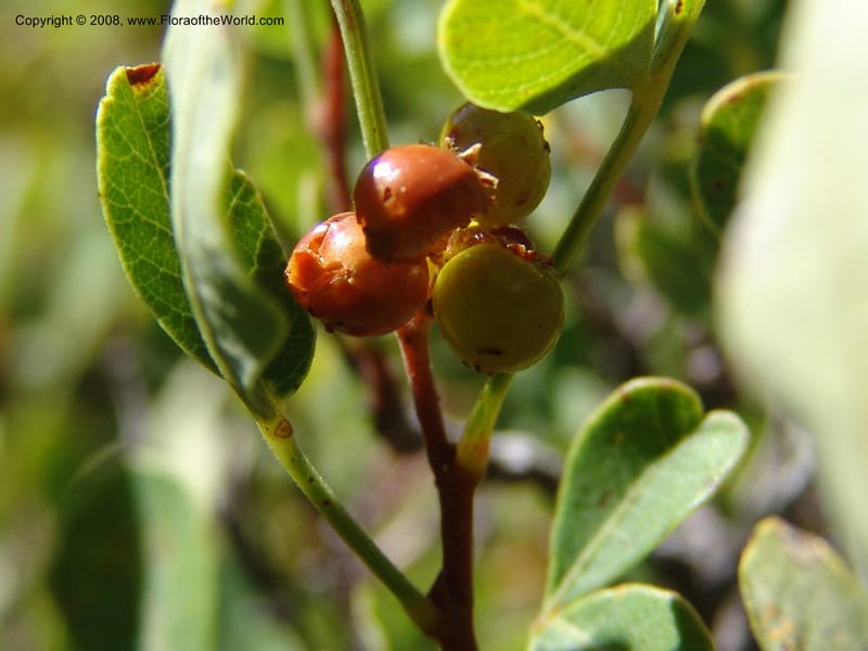 Rhus--So.Africa. E. Cape. Joubert's Pass, SE of Lady Gray. 9 Mch 05. 060.jpg