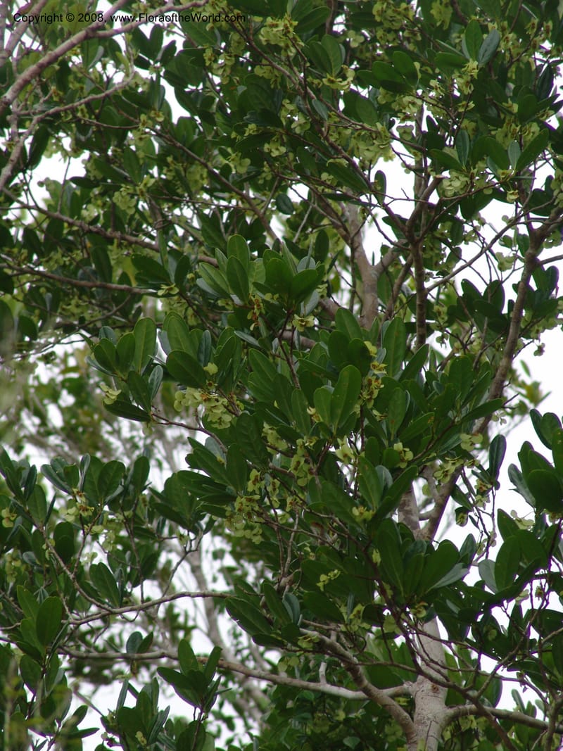 Homalium involucratum, R.Ranaivojaona1374--Madag. Toliara. Mandena Centr. Res. Ecol. 18 Jan 06. 184.jpg