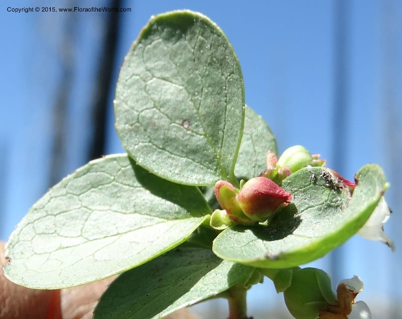 Gaultheria humifusa, Davidson, C 12546--ID. Valley Co. Cloochman Saddle Rd. 1 Jul 2014. DSC09181 (66).JPG