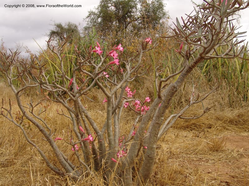 Adenium obesum--Tanzania. Hwy B1, 25 km SE of Kifaru. 28 Jun 04. 295.jpg