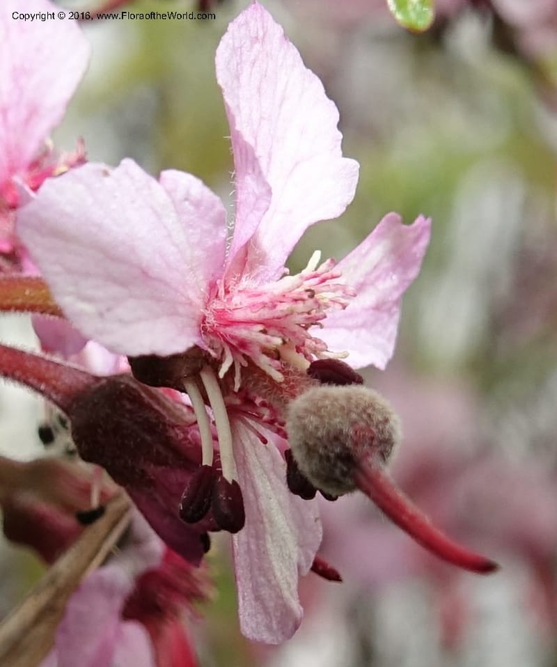 Ungnadia speciosa, Davidson, C 13072--Texas. Galveston. 18 Mar 2016. DSC00038 (54).JPG