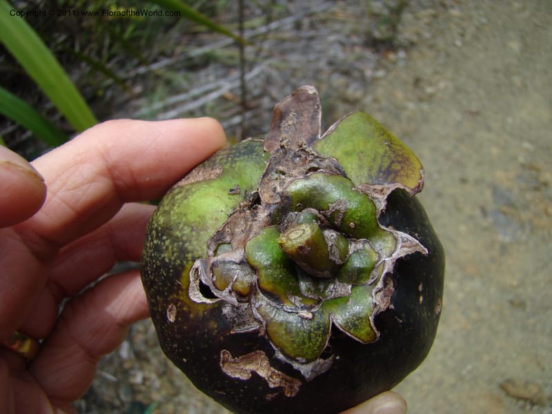 Strasburgeria robusta, Munzinger, J 4877--New Caledonia,  Dzumac, 20 Nov 2007, 28 (8).jpg