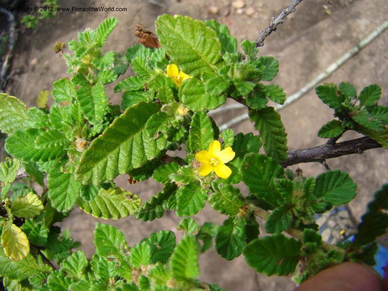 Turnera, N. Martinez M. 2432--MX. Chiapas. Jiquipilas. Cerro el Campanario. 14 Sep 08. 126 (10).jpg