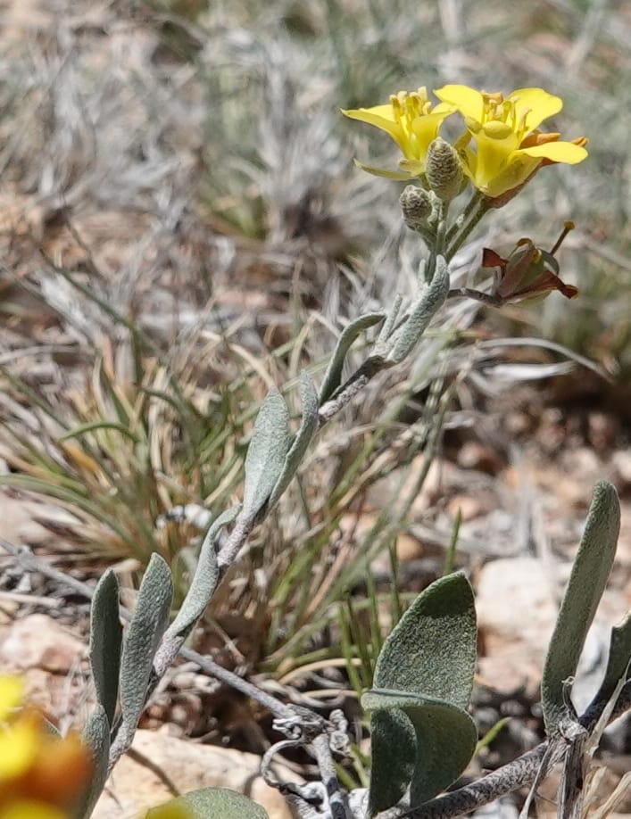 Lesquerella gordonii, C. Davidson 13997--AZ. Cochise Co. Geronimo Trail Rd. 10 Apr 2019. DSC07357 (68).JPG