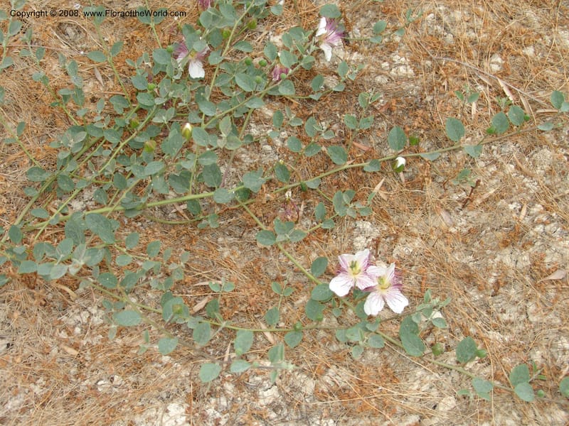 Capparis sicula ssp sicula--Crete. Btwn Almerida and Kalives. 26 May 05. 020.jpg