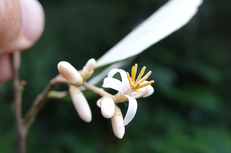 Styrax suberifolia, Chung Kuo-Fang 3354--Taiwan. Wulai Distr. Wulai village. Chia Jiao Liao. 19 May 2016.  (43).JPG