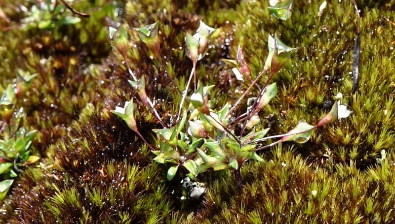 Phyllangium paradoxum, Davidson, V 13496--Australia. W. A. Two People's Bay Nat. Res. 29 Oct 2016. DSC06475 (102).JPG