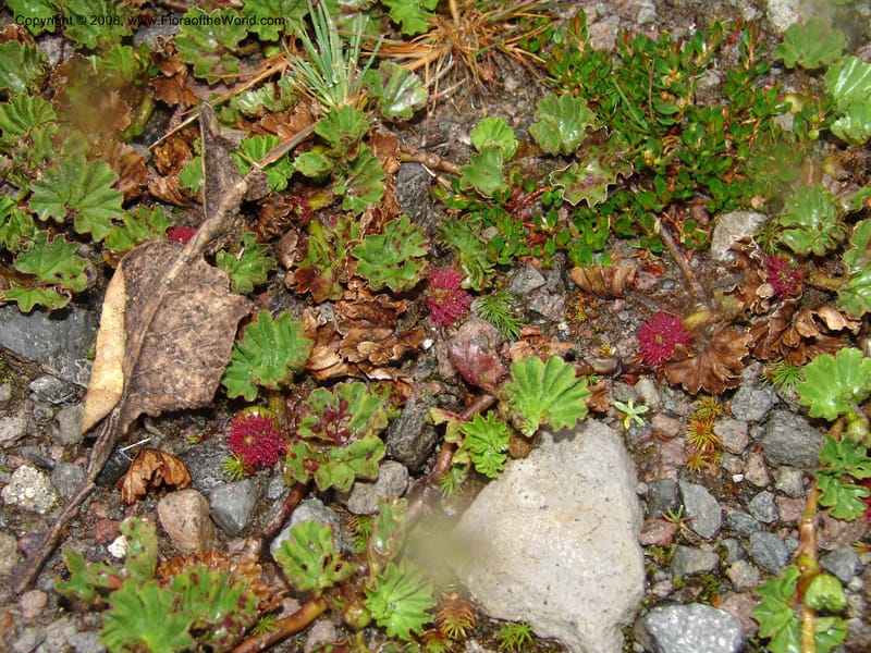 Gunnera magellanica, Croat95037--Ecuador. Prov. Carchi. Paramo El Angel. 19 Feb 05. 003.jpg