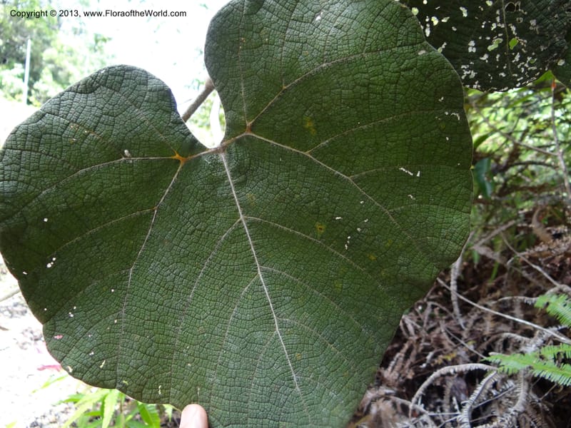 Ampelocissus, SAN.153249--Malaysia, Sabah. Tawai For. Res. 9 Apr 2012. DSC07890 (146).JPG