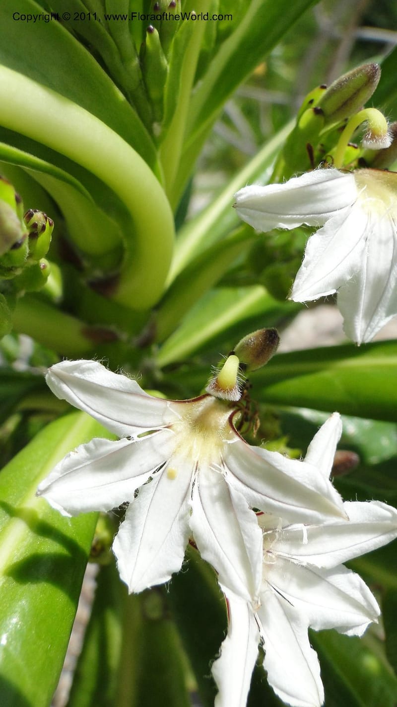 Scaevola taccada, R. Gereau 7169--Tanzania. Beach near Bagamoyo Country Club. 8 May 2010. 209 (35).jpg