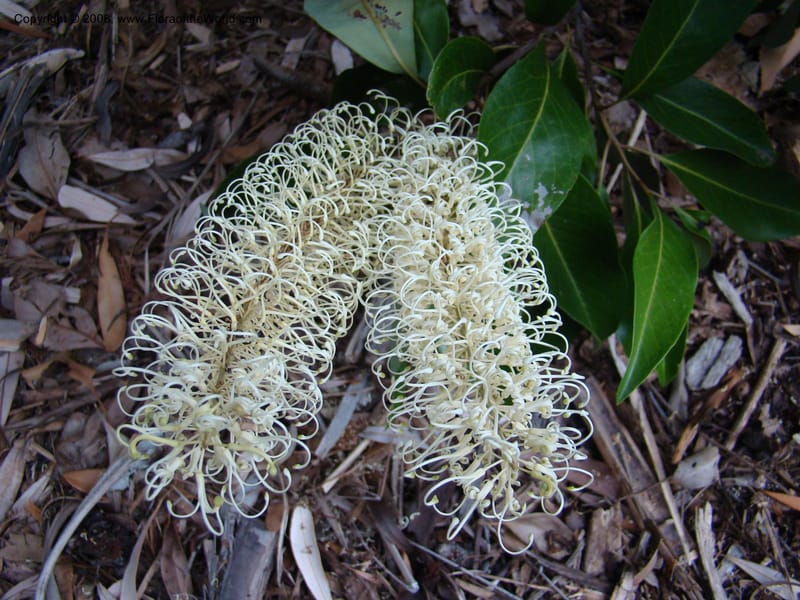 Buckinghamia celsissima--Australia. Royal Botanic Garden, Melbourne. 19-20 Mch 08. 408.jpg