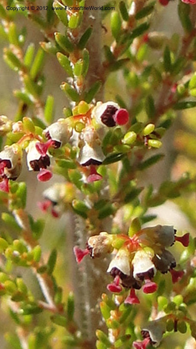 Erica aristata, N. Manjato 178--Madagascar. E of Ambositra toward Antoetra. 2 May 2010 182 (3).jpg