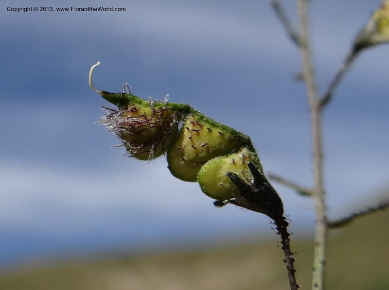 Adesmia, WDS 34191--Chile. Cta. 115. La Laguna. 22 Feb 2013. DSC02595 (61).JPG