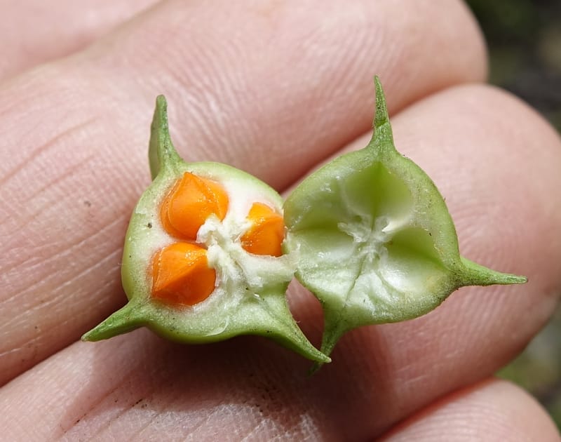 Euonymus sanguineus, D. Boufford 43991--China. Sichuan. Yibailingba-gou. 12 Aug 2017. DSC04660 (428).JPG