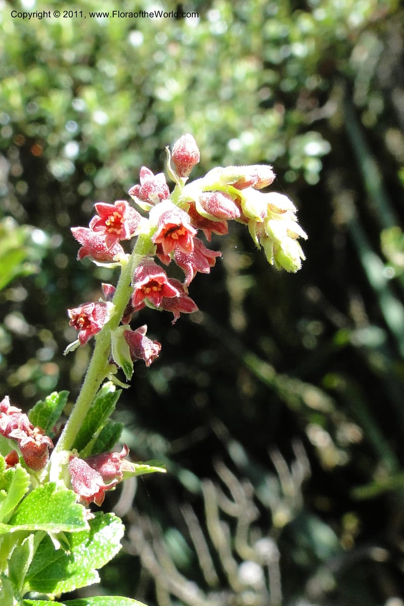 Ribes ecuadorense, Ulloa 2103--Ecuador. P. N. Sangay. 6 June 2011. 231 (5).jpg