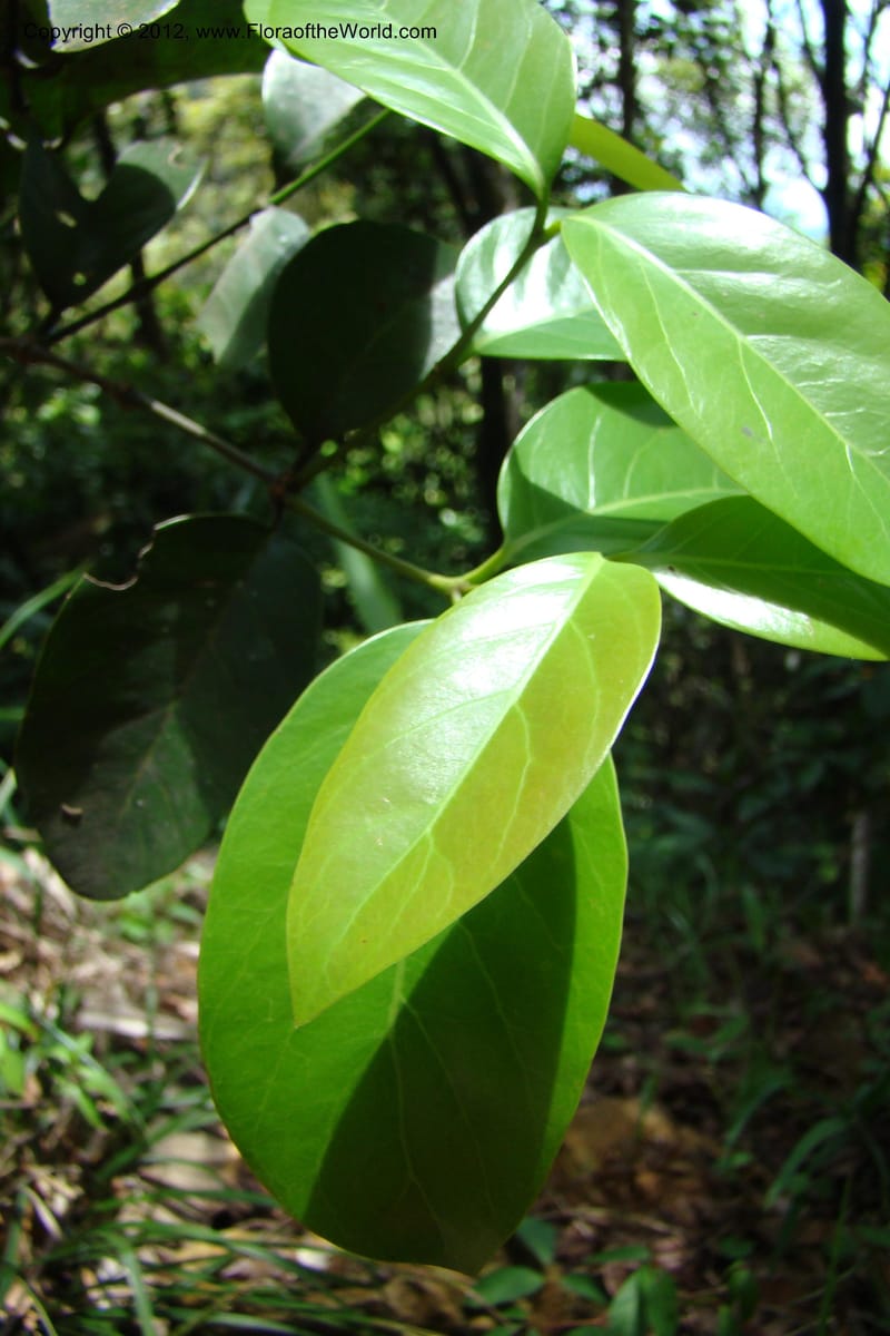 Gnetum, Regalado 1754--Viet Nam. Thua Thien Hue Prov. Phu Loc Distr. Bach Ma. 13 Apr 09. 457.jpg