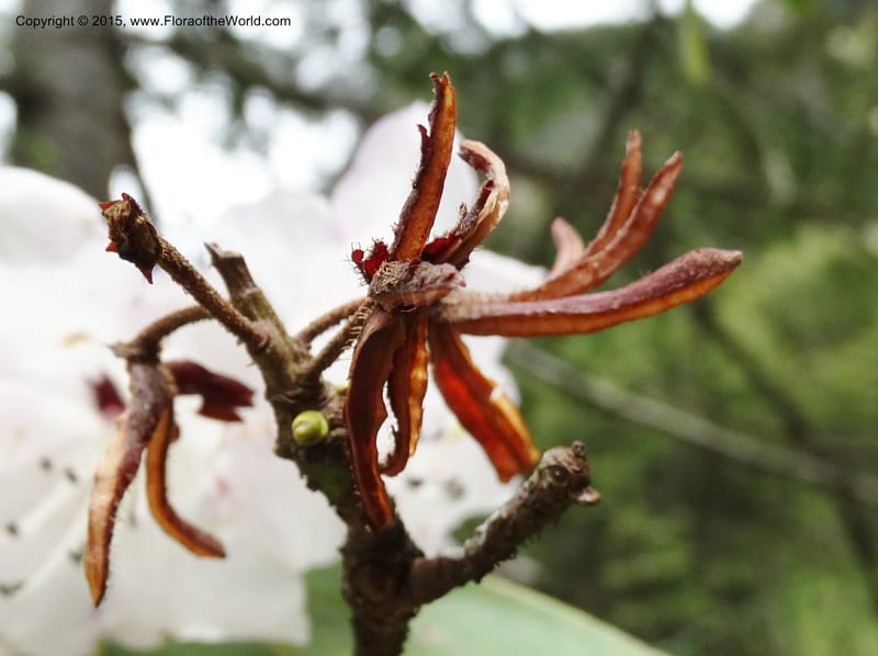 Rhododendron, Boufford, D 43643--China. Sichuan. XiaYingShan to XiangZhai. 10 May 2014. DSC05109 (162).JPG
