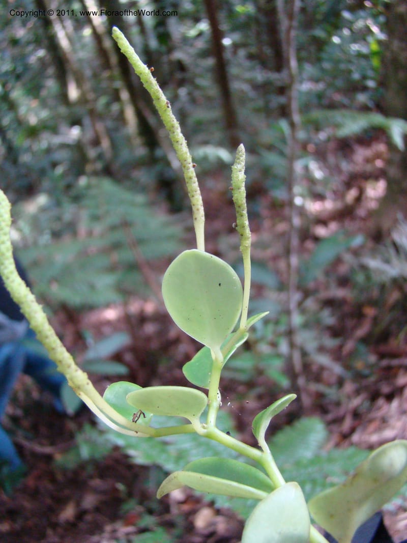 Peperomia, Munzinger, J 4870--New Caledonia, Dogny, 19 Nov 2007, 59 (3).jpg