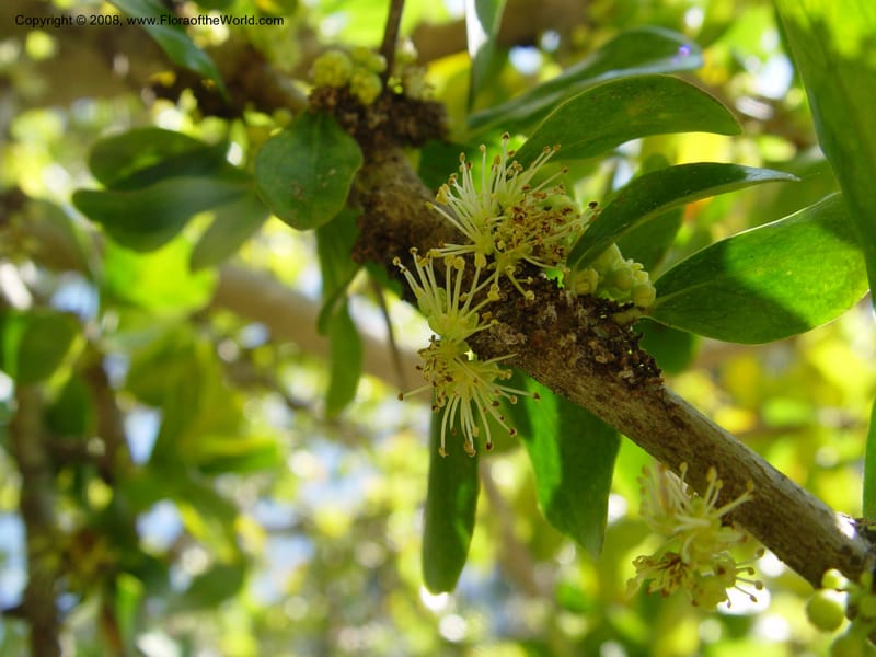 Dovyalis caffra--Spain. Blanes. Marimurtra Bot. Gard. 24 Apr 04. . 191.jpg