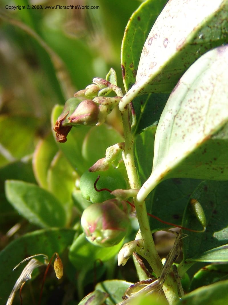 Gaultheria humifusa, CDavidson10954--ID. Valley Co. Warren Wagon Rd  jct with Bear Pete Rd. 9 Jul 06. 049.jpg