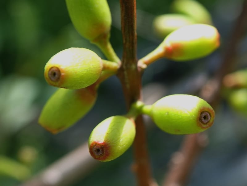 Taxillus delavayi var. delavayi, D. Boufford 43988--China. Sichuan. Yibailingba-gou. 12 Aug 2017. DSC04660 (554).JPG