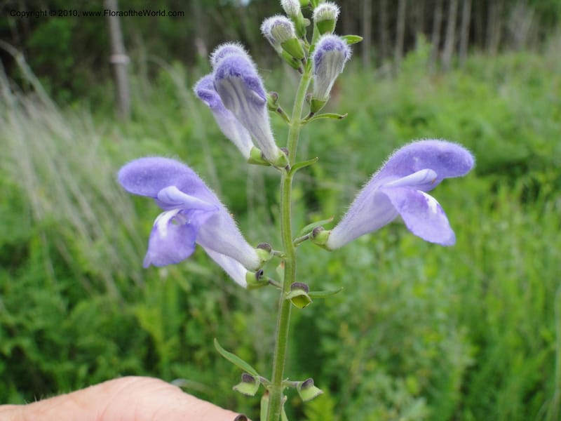 Scutellaria integrifolia, Mori, S 27426, USA, North Carolina, Jones Co, Catfish L Rd 10.5 miles from jct with Hwy 58, E of Maysville, 23 May 2010 (19).JPG