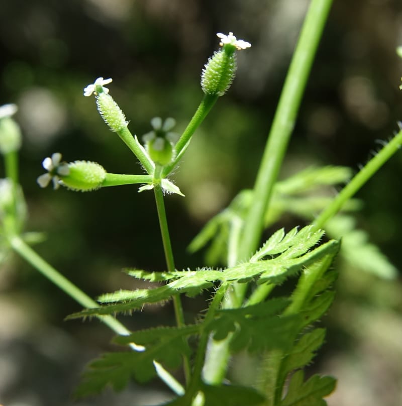 Anthriscus caucalis, C. Davidson 13580--ID. Idaho Co. Salmon R. Rd. E of Riggins. 24 May 2017. DSC00708. JPG (157).JPG