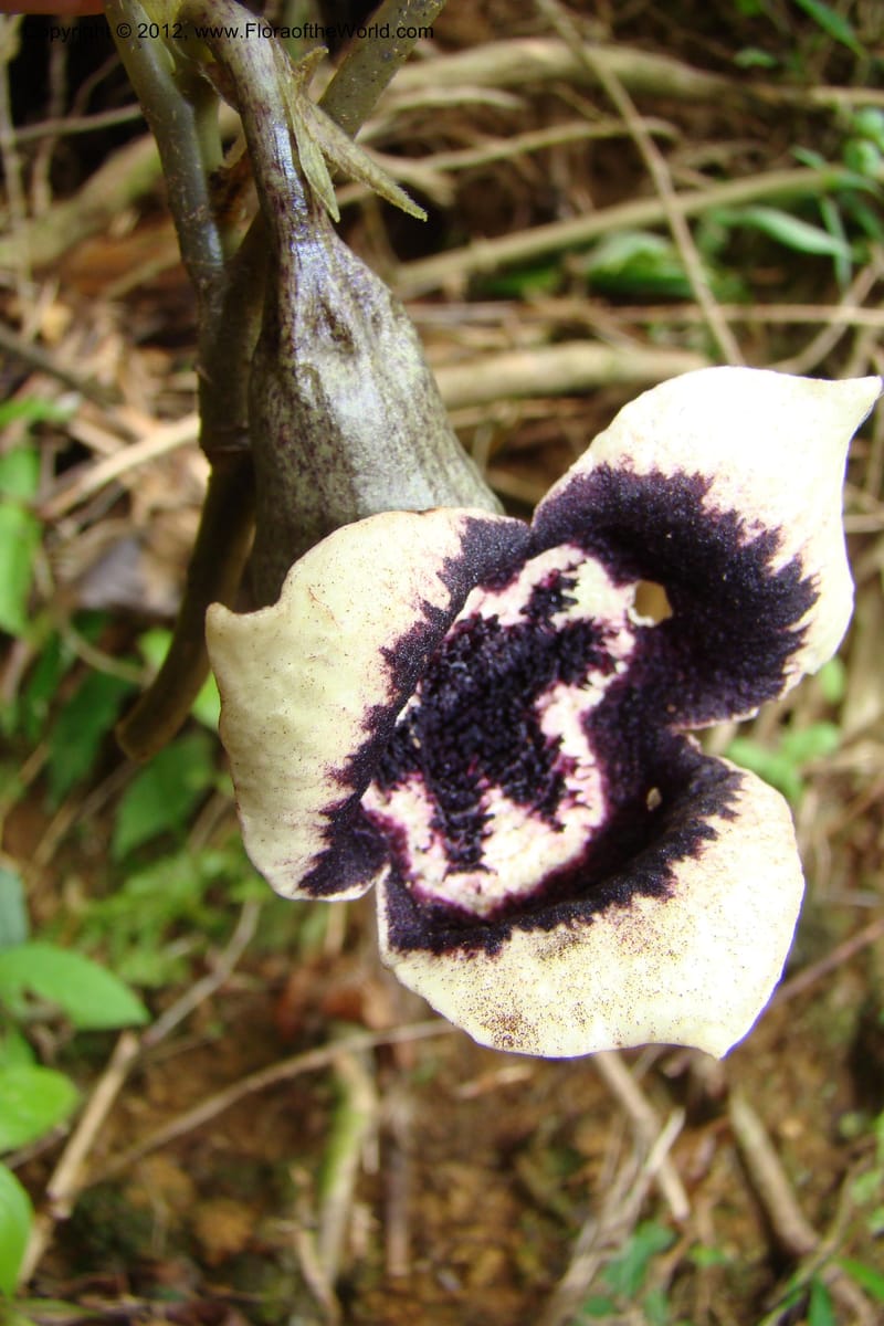 Asarum, Regalado 1670--Viet Nam.Hoang Lien Son. 7 Apr 09. 072 (33).jpg