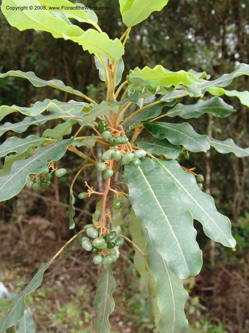 Rhus taratana, R.Ranaivojaona1326--Madag.  Prov. Fianar. Ranomafana Nat. Pk. 11 Jan 06. 001.jpg