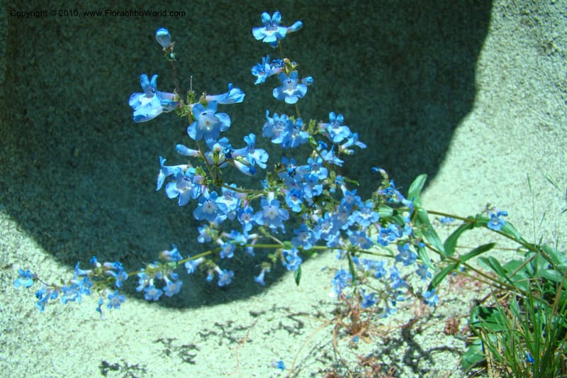 Penstemon albertinus, C. Davidson 11367--Idaho. Idaho Co. Salmon River. Polly Bemis Ranch. 27 May 2009. 199.jpg
