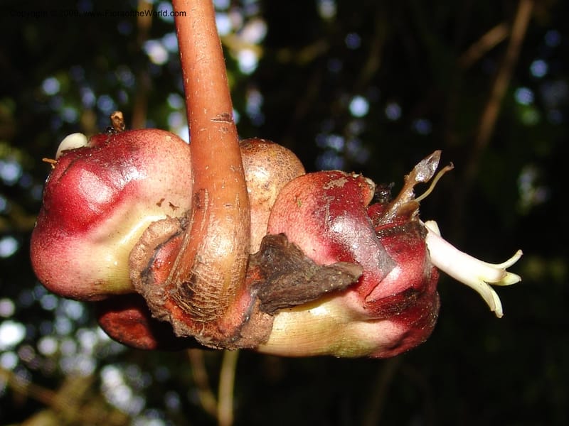 Psychotria megalopus, RGereua6874--Tanz. Nawenge For. Res., ca. Mahenge. 19 Feb 06. 121.jpg