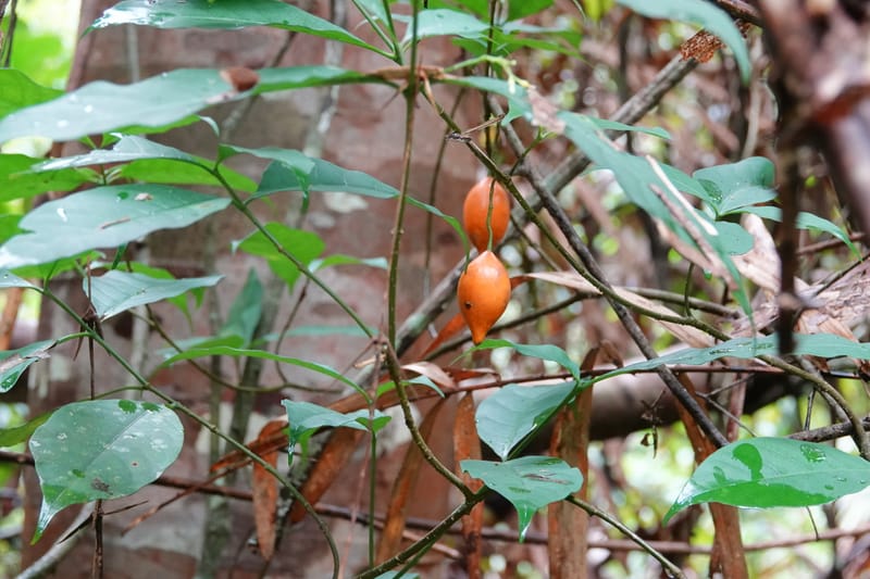 Tabernanthe iboga, C. Davidson 13949--Gabon. Mondah. Arb Raponda Walker. 4 Nov 2018. DSC01949 (79).JPG