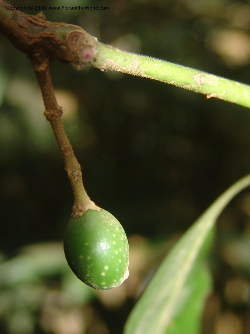 Xymalos monospora--So.Africa. Mpumal. Moodie Mts.  18 Mch 05. 346.jpg
