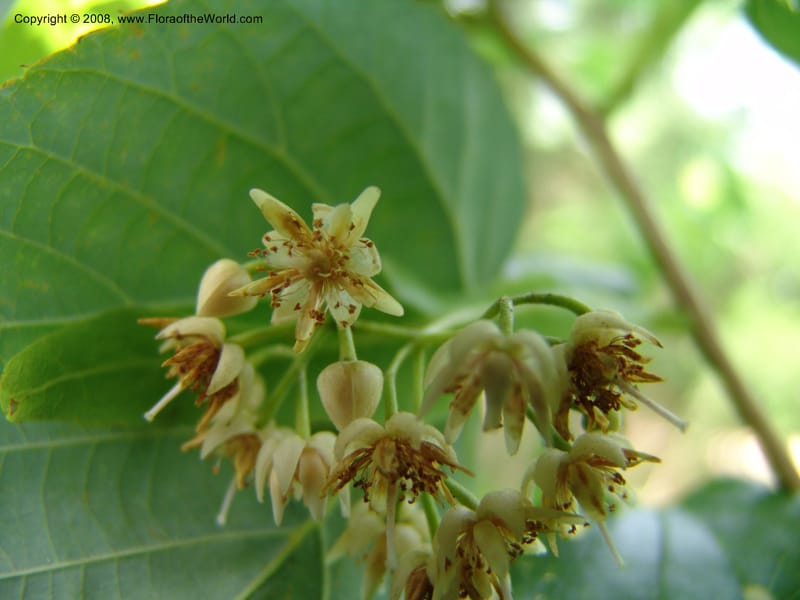 Tilia americana v. caroliniana--TX. Johnson Wildflower Center. 13 Jun 04. 002.jpg