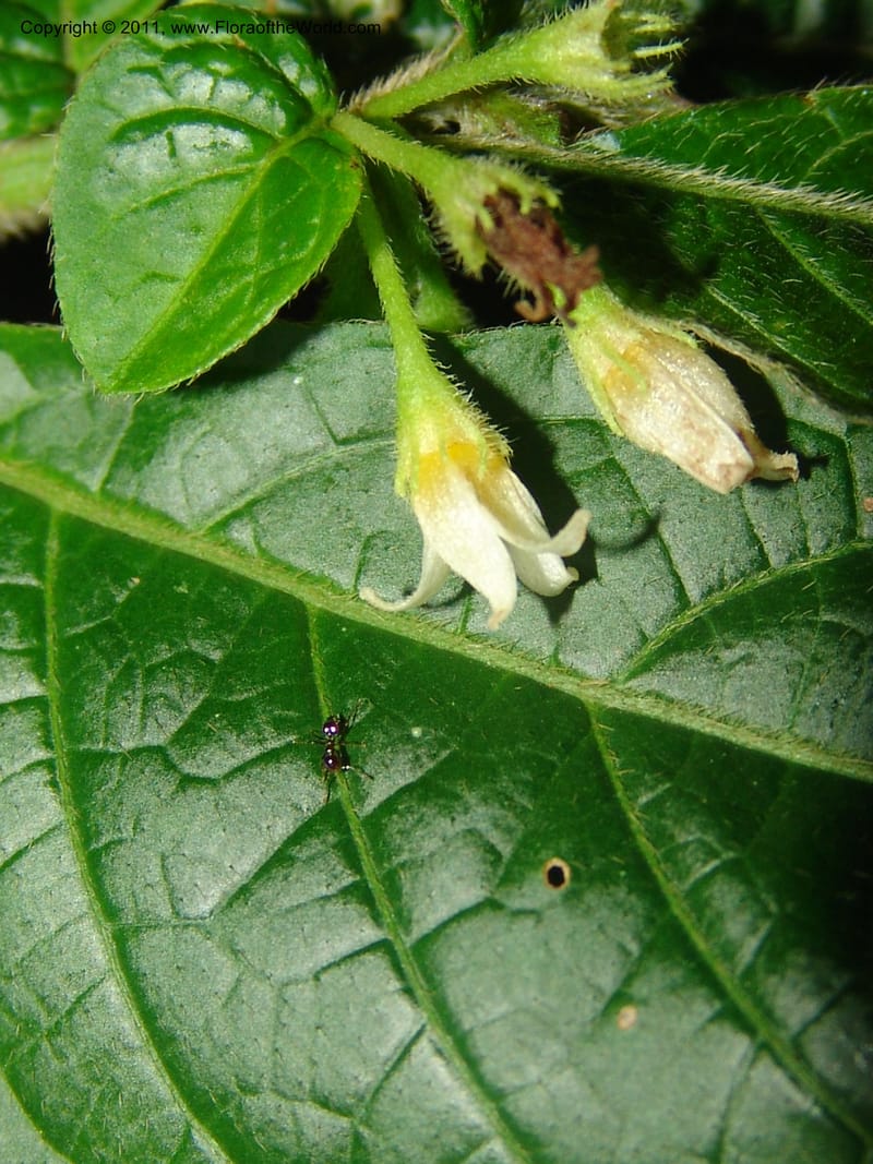 Lycianthes inaequilatera, A Araujo M 3093--Bolivia. Pq. Nal. Madidi. Chalalan, Sendero sin nombre. 24 Sep 06.  382 (4).jpg