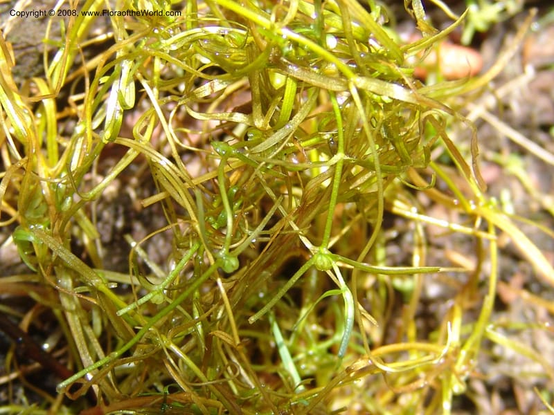 Callitriche heterophylla Pursh, CDavidson11094--ID. Idaho Co. Dredge ponds W of Warren. 8 Jul 07. 002.jpg
