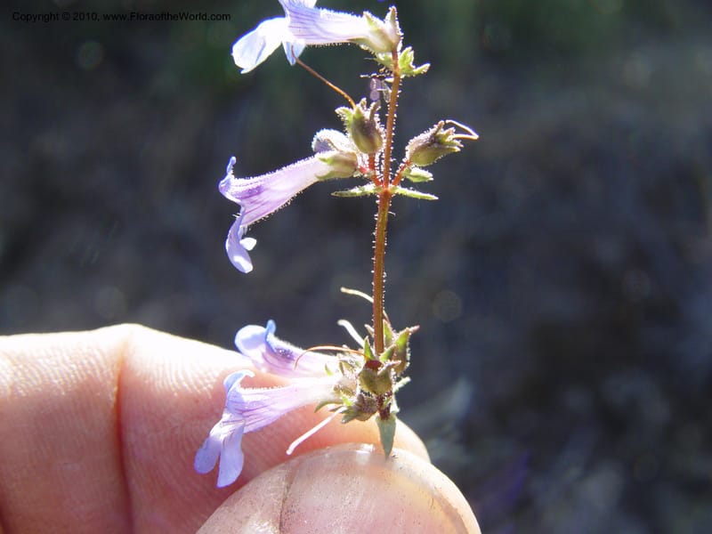 Penstemon albertinus--ID. Idaho Co. Salmon R. Polly Bemis Ranch. 7 May 04. 088 (15).jpg