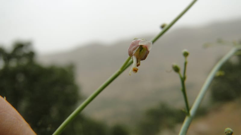 Scrophularia xanthoglossa, A. G. Miller 120.A12--Iraq. Kurdistan. Shakh-i Pira Magun. 9 June 2010. 206 (10).jpg
