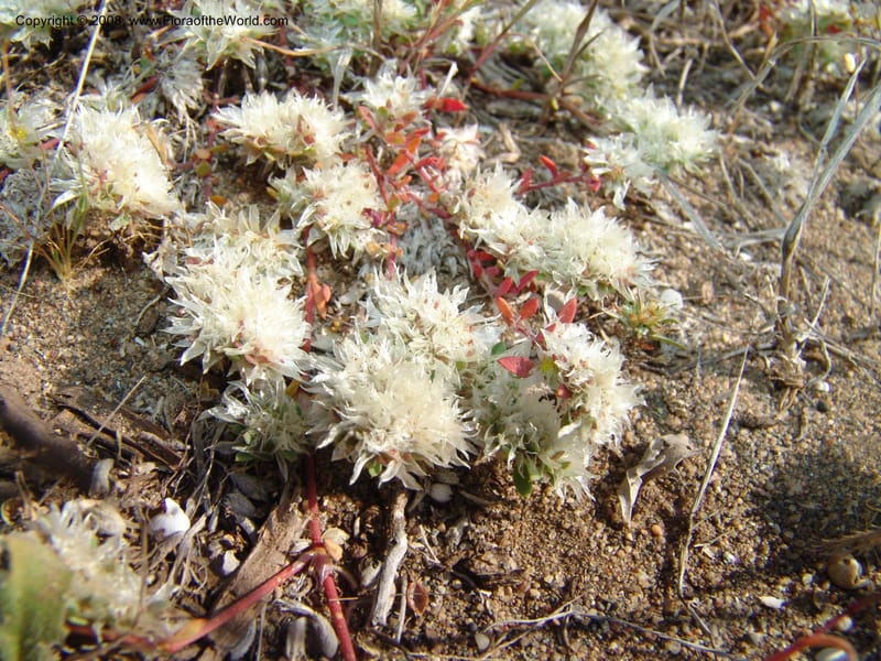 Paronychia argentea--Spain. Prov. Almeria. Cabo de Gata.  Wildfl. Center. 23 Apr 05. 014.jpg