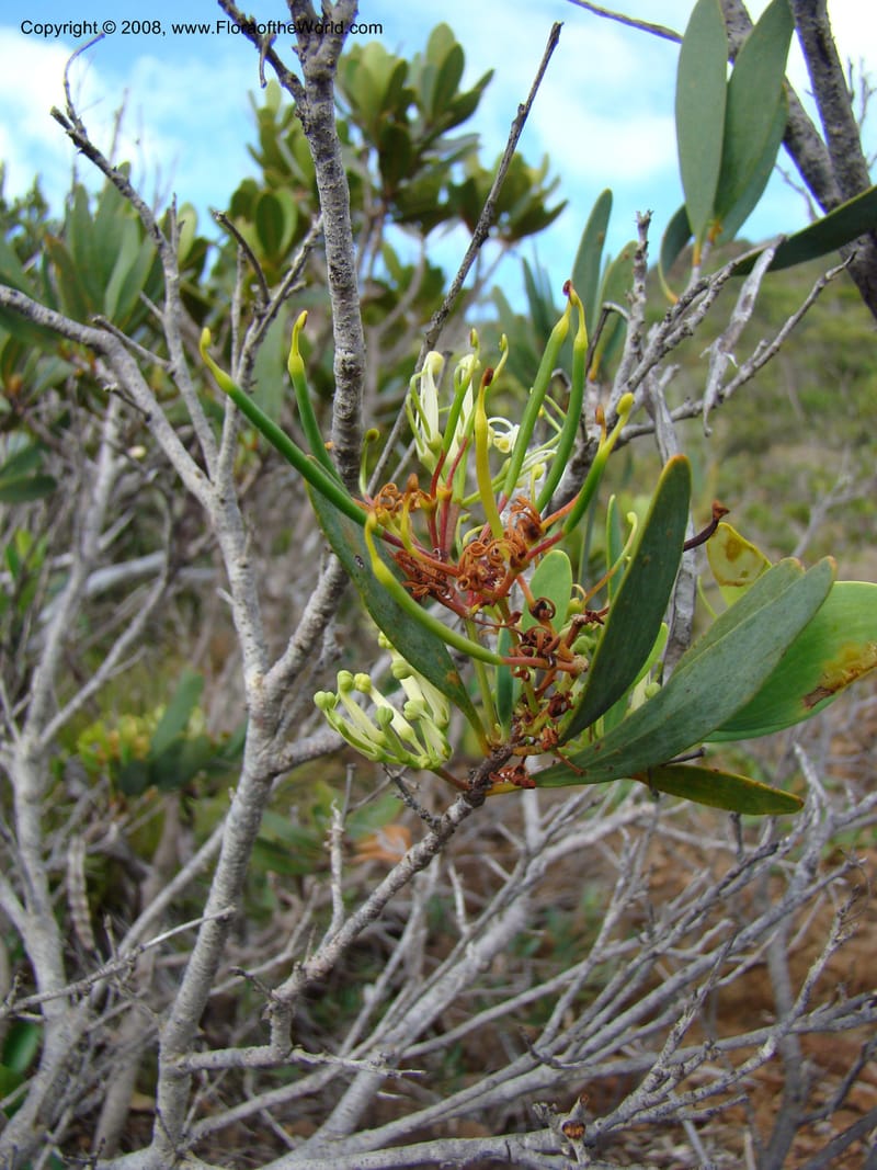 Stenocarpus, JMunzinger4738--New Caledonia. Poum Mine. 13 Nov 07. 059.jpg