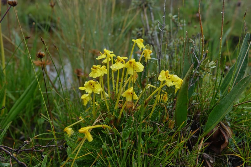 Pedicularis, C. Davidson 13785--China. Sichuan. Daocheng Xian. 14 Aug 2017. DSC05676 (21).JPG