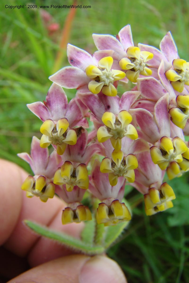 Asclepias albens, Z. Rogers 1305--South Africa. KwaZulu-Natal. Krantzkloof Nat. Res. 24 Jan 09. 250.jpg