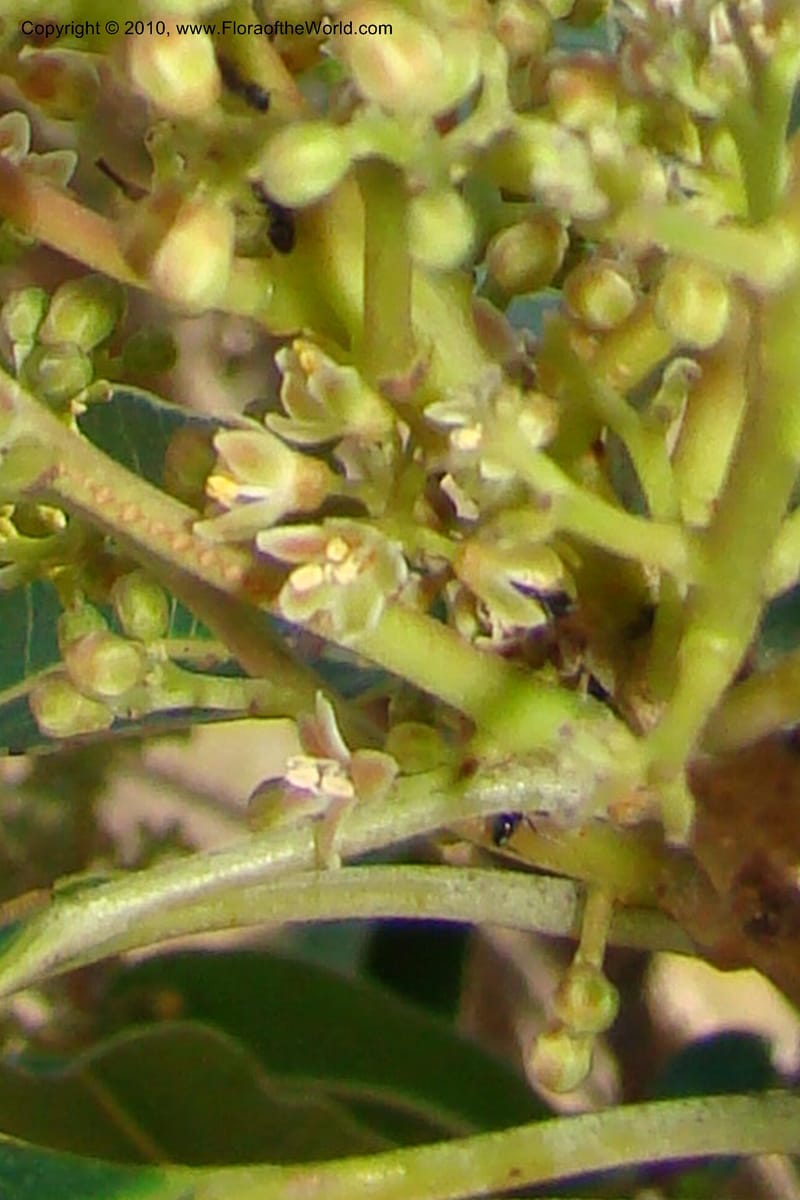 Protorhus longifolia, D. Styles xx--South Africa. KwaZulu-Natal. Kloof Gorge, Durban. 29 Aug 09. 001 (2).jpg