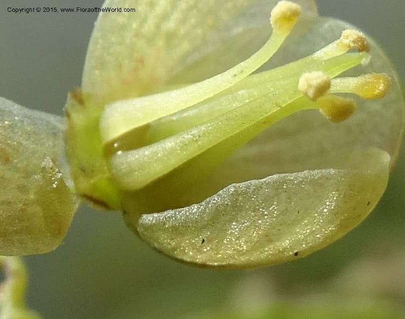 Sabia, Boufford, D 43677--China. Sichuan. GuoBaYan, HanBaiYu Shan. 12 May 2014. DSC05373 (48).JPG