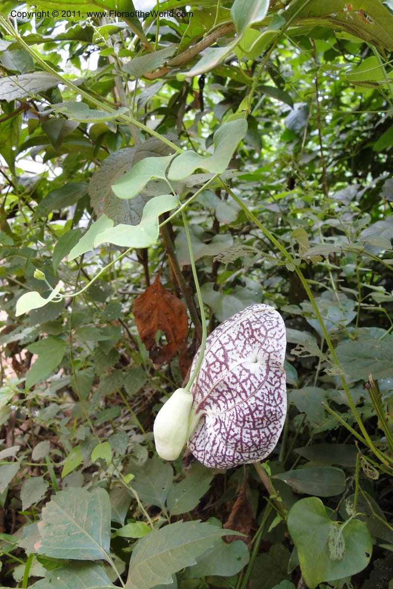 Aristolochia, W. D. Stevens 30958--Paraguay. Edo. Guaira. Res. Ybytyruzu. 10 Mar 2011. 232 (5).jpg