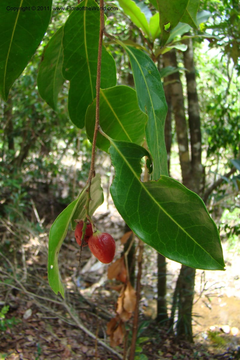 Hunga, M. Callmander 773--New Caledonia. Upper Tene River Valley. 19 Jan 2010. 377 (136).jpg